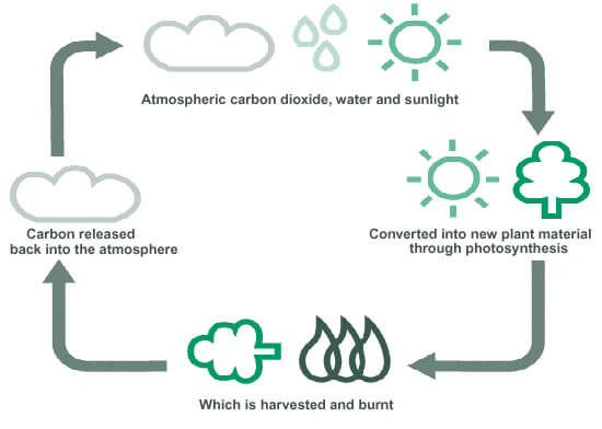 biomass carbon cycle